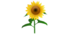 Sunflower X Image